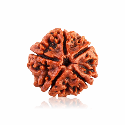 /storage/app/public/photos/41/5 mukhi.png